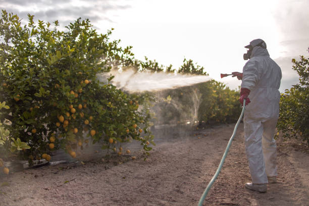 Best Pest Removal Services  in Eleanor, WV