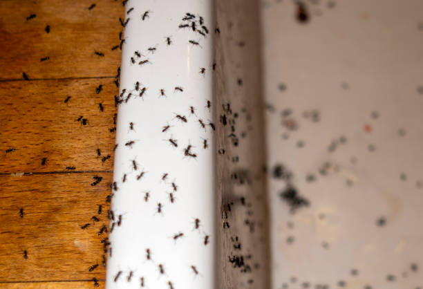Best Ant Control Services  in Eleanor, WV