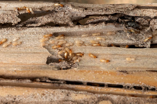 Best Wasp Removal Services  in Eleanor, WV