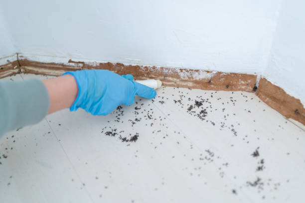 Professional Pest Control in Eleanor, WV