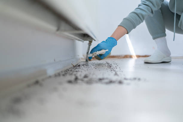 Best Local Pest Control Services  in Eleanor, WV